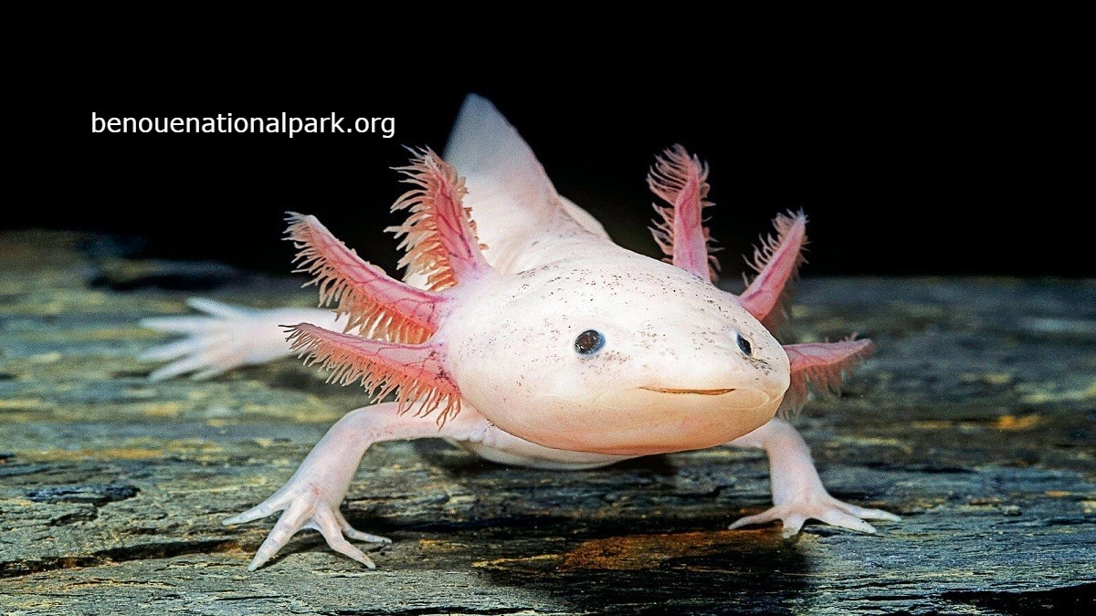 Berbagai hewan amfibi dan semi-akuatik dalam habitat alaminya