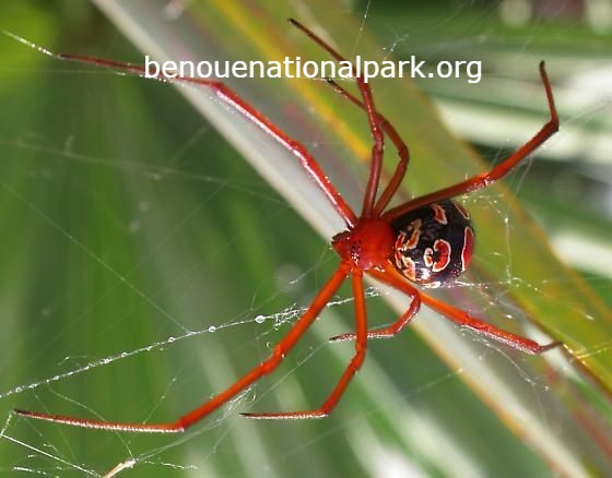 10 Laba-laba Paling Beracun di Dunia