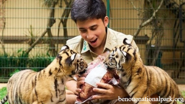 Kematian 7 Anak Harimau di Penangkaran Alshad Ahmad