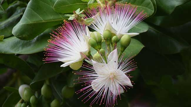 Inilah Berbagai Jenis Flora yang Ada di Pulau Jawa 