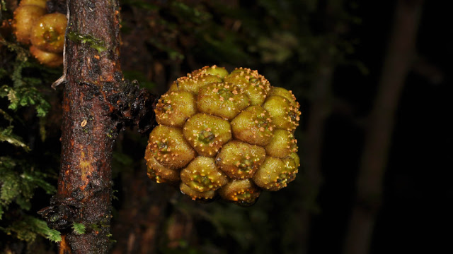 Kekayaan Flora dan Fauna Sulawesi: Surga Keanekaragaman Hayati di Jantung Nusantara
