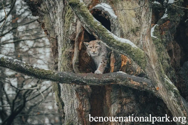 Flora dan Fauna: Pengertian, Jenis, Karakteristik, hingga Contohnya