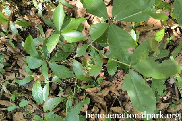 Flora Endemik Jember Terancam Punah